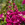 Snapdragon: Antirrhinum majus 'Aromas Orchid Bliss'