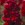 Snapdragon: Antirrhinum majus 'Aromas Red Spice'
