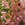 Snapdragon: Antirrhinum majus 'Aromas Sweet Pink'