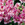 Snapdragon: Antirrhinum majus 'Bells Frosty Lavender'
