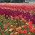 Cut Flowers & Flower Arranging
