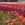 Cut Flowers & Flower Arranging