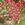 Yarrow: Achillea millefolium 'Red Beauty'