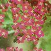 Yarrow_achillea_millefolium_red_beauty-1