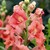 Snapdragon: Antirrhinum majus 'La Bella Bronze'