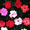 Impatiens_impatiens_hawkeri_x_new_guinea_hybrid_spectra-1