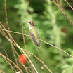 Birds in the Garden