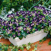 Annuals_torenia_fournieri_duchess_tm_deep_blue-1