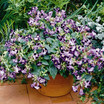 Annuals_torenia_fournieri_duchess_tm_light_blue-1