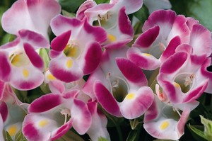 Annuals_Torenia_Fournieri_Duchess_TM_Pink-1.medium.jpg