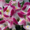 Annuals_torenia_fournieri_duchess_tm_pink-1
