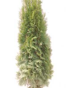 Arborvitae, American 'Emerald Green'