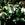 Helleborus: Helleborus niger 'Christmas White'