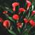 Calla_lilies_zantedeschia_rubylite_rose-1.small