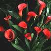 calla-lily