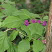 Birds in the Garden