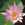 Tropical Water Lilies: Nymphaea 'Madame Ganna Walska'