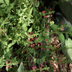 Birds in the Garden