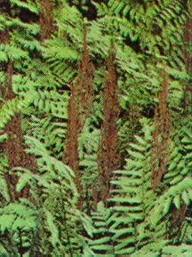 Fern, Royal