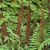 Ferns: Osmunda regalis 'Spectabilis'