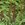 Ferns: Osmunda regalis 'Spectabilis'