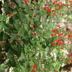 Birds in the Garden