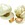 Garlic and Shallots: Allium sativum 'California Late'