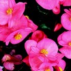 Begonias_begonia_semperflorens_cultorum_group_varsity_series_green_leaf_rose-1