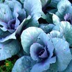 Cabbages
