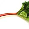 Vegetables_rheum_rhubarbarum-1