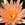 Tropical Water Lilies: Nymphaea 'General Pershing'