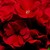 Geraniums_pelargonium_hortorum_pinto_tm_red-1