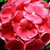 Geraniums_pelargonium_hortorum_pinto_tm_salmon-1