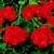 Geraniums_pelargonium_hortorum_pinto_tm_scarlet-1
