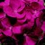 Geraniums_pelargonium_hortorum_pinto_tm_violet-1