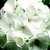 Geraniums_pelargonium_hortorum_pinto_tm_white-1