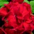 Geraniums_pelargonium_hortorum_ringo_2000_tm_cardinal-1