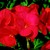 Geraniums_pelargonium_hortorum_ringo_2000_tm_deep_red-1