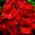 Geraniums_pelargonium_hortorum_ringo_2000_tm_deep_scarlet-1