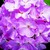 Geraniums_pelargonium_hortorum_ringo_2000_tm_lavender-1