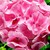 Geraniums_pelargonium_hortorum_ringo_2000_tm_light_salmon-1