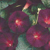 Annuals_ipomoea_tricolor_grandpa_ott_s-1