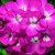 Geraniums_pelargonium_hortorum_ringo_2000_tm_pink-1