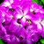 Geraniums_pelargonium_hortorum_ringo_2000_tm_rose_star-1