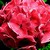 Geraniums_pelargonium_hortorum_ringo_2000_tm_salmon-1