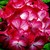 Geraniums_pelargonium_hortorum_ringo_2000_tm_scarlet_star-1
