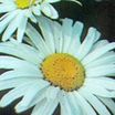 Perennials_leucanthemum_x_superbum_polaris-1