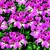 Geraniums_pelargonium_peltatum_tornado_tm_bicolor_duet-1
