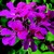 Geraniums_pelargonium_peltatum_tornado_tm_fuchsia-1