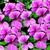 Geraniums_pelargonium_peltatum_tornado_tm_pink-1
